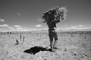 Agricultor del altiplano boliviano recolectando la quinoa para vodka Fair